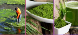 ଏହାକୁ ଖାଇଲେ କେବେ ରୋଗ ହେବ ନାହିଁ: ସ୍ୱାସ୍ଥ୍ୟ ଏବଂ ଇମ୍ୟୁନିଟି (ରୋଗ ପ୍ରତିରୋଧକ ଶକ୍ତି)